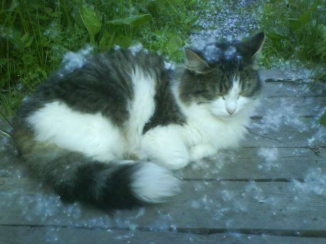 Даша Bunny | Пермь