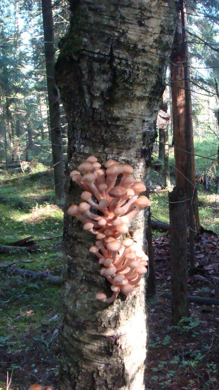 Илья Левин MultiBrand-Auto.ru | Санкт-Петербург