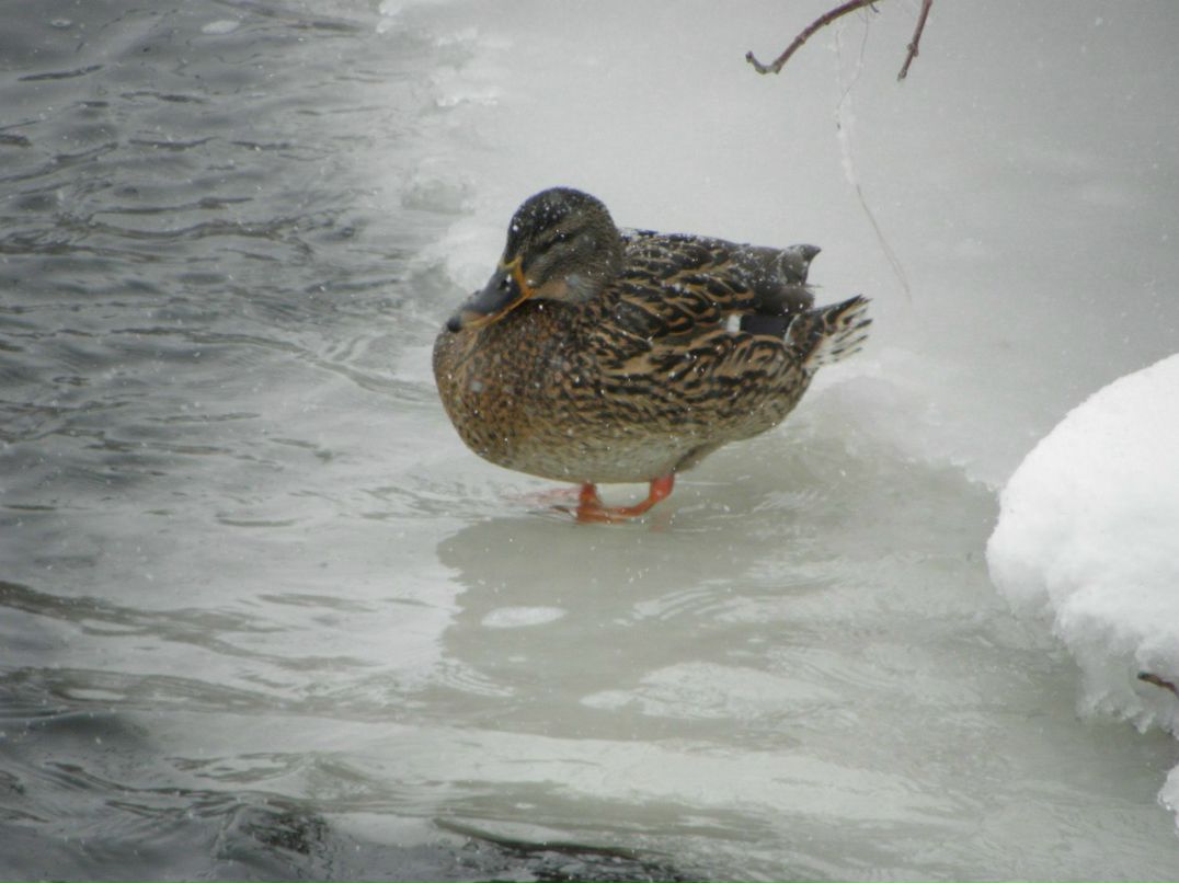 Виталик Линник | Белая Церковь
