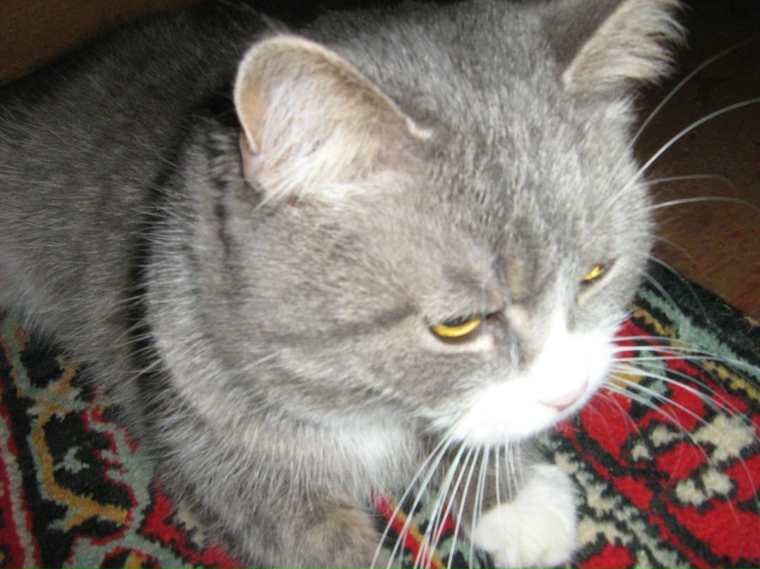 Александр Сафонов | Каменское / Днепродзержинск