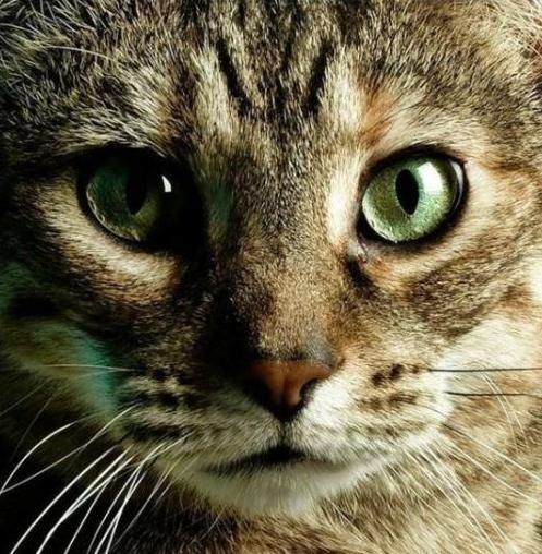 Михаил Тёсса | Москва