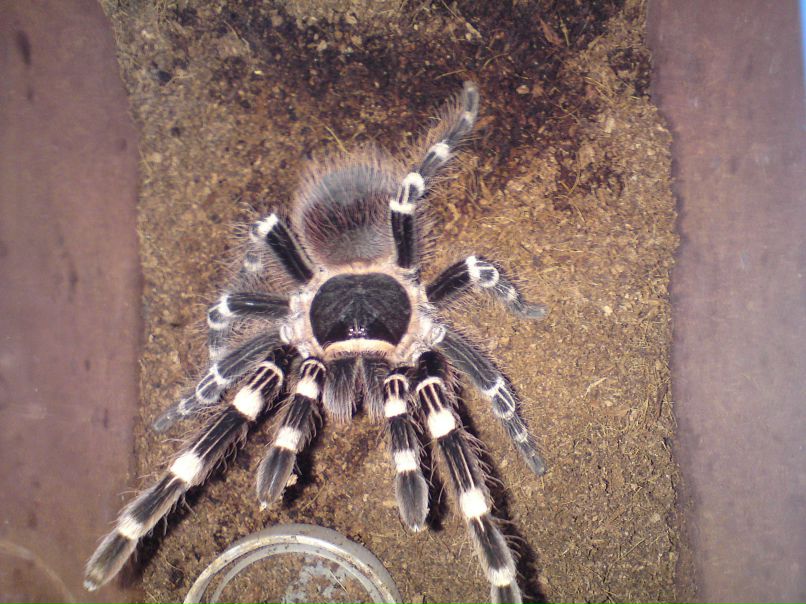 Виталий Коновалов ( Vel ) | Тимирязево