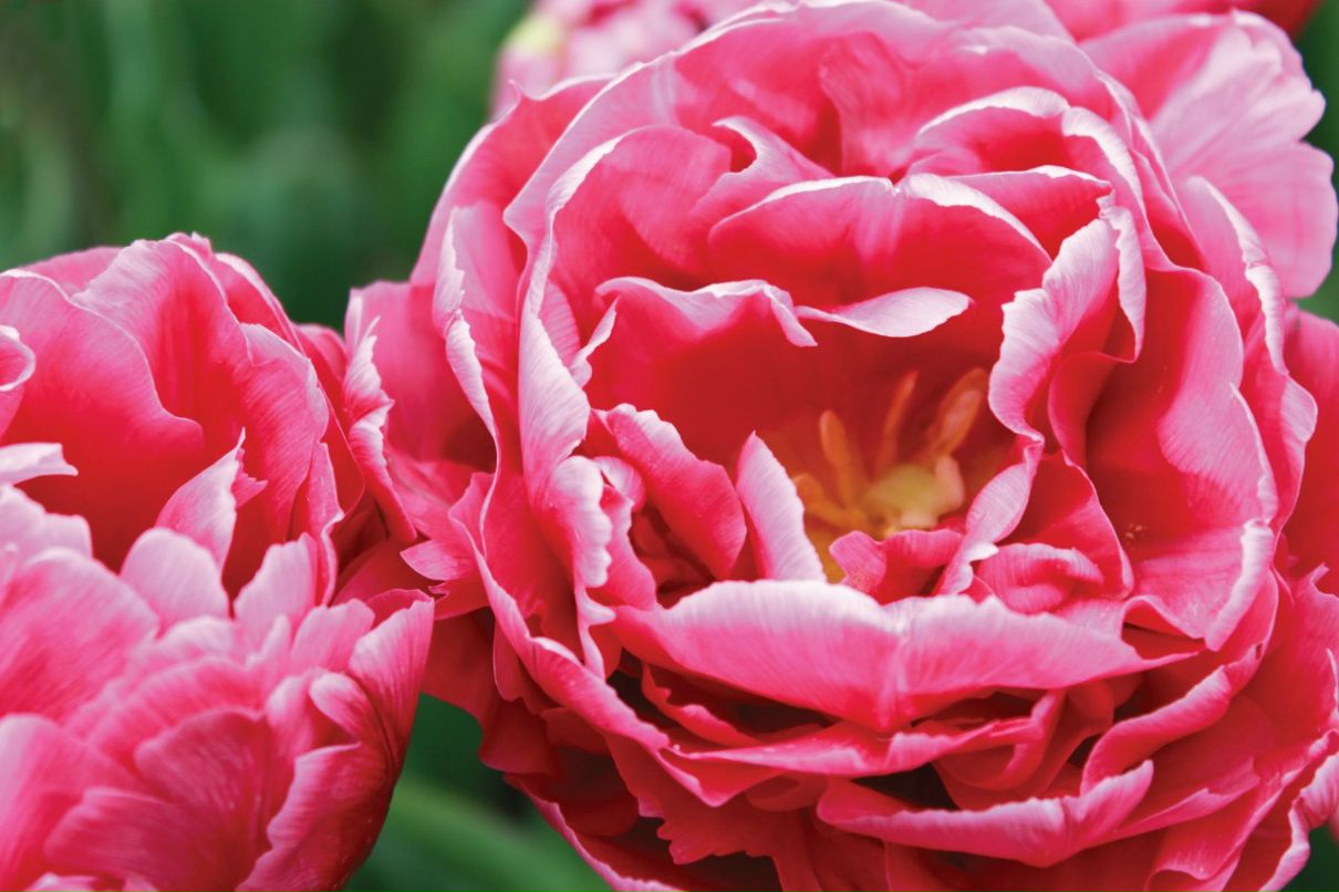 Анастасия Мыскина | Симферополь