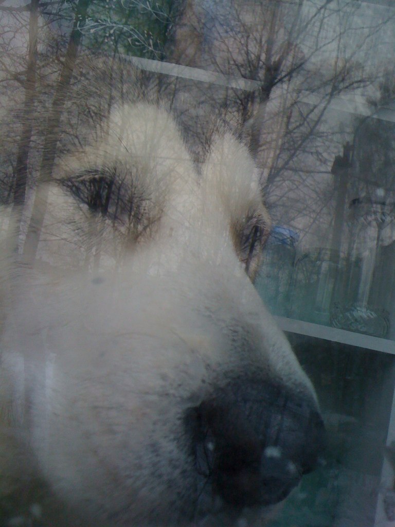 Алексей Брусницин *VaskaDogama* | Санкт-Петербург