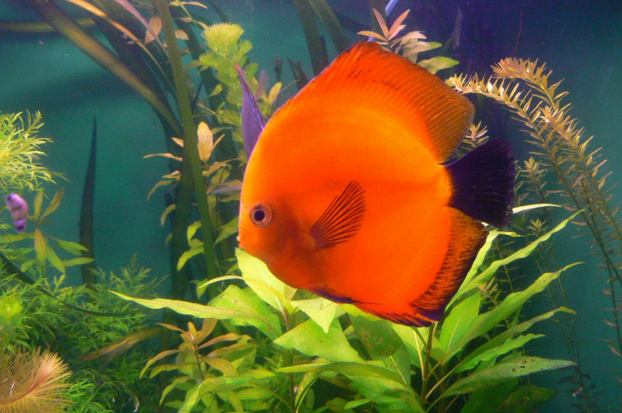 Татьяна Полякова | Сланцы