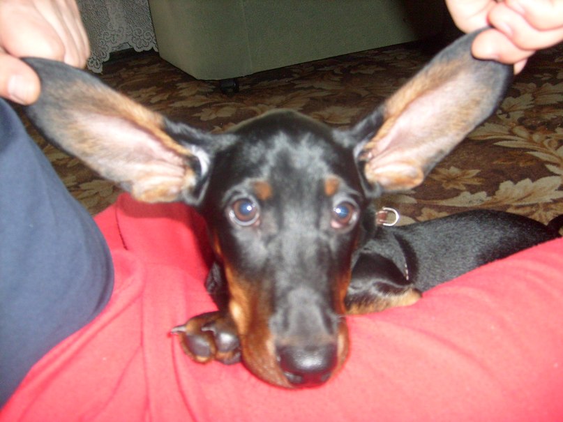 Артем Рогачиков | Гатчина