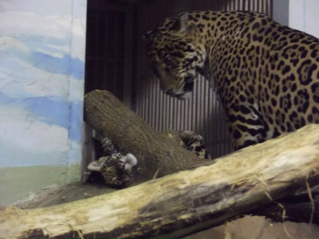 Галина Зайко | Новосибирск