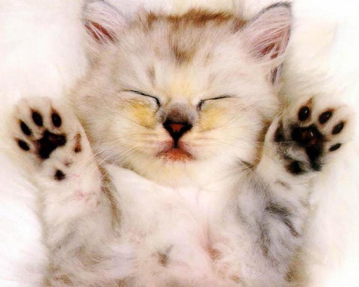 Антон Шенцов | Москва