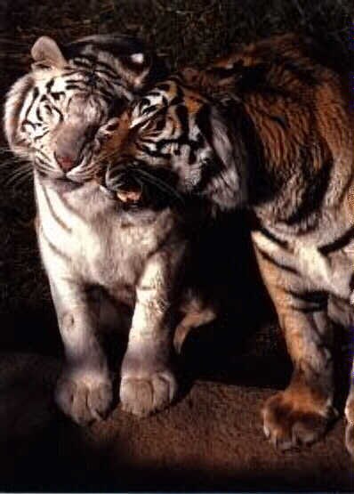 Павел Павленко | Гомель