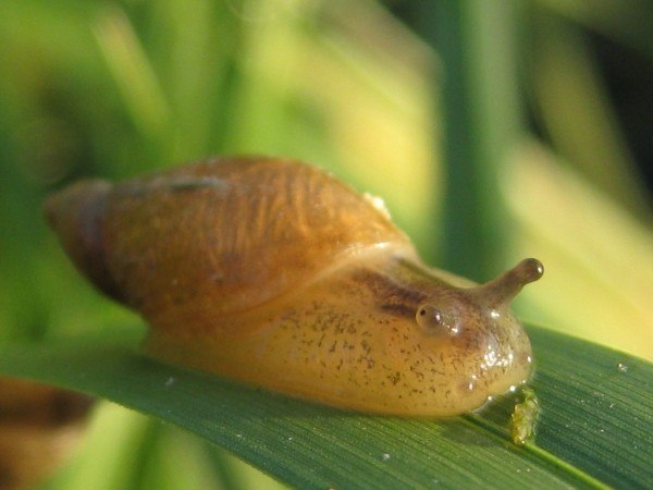 Елена Шабалдина | Тюмень