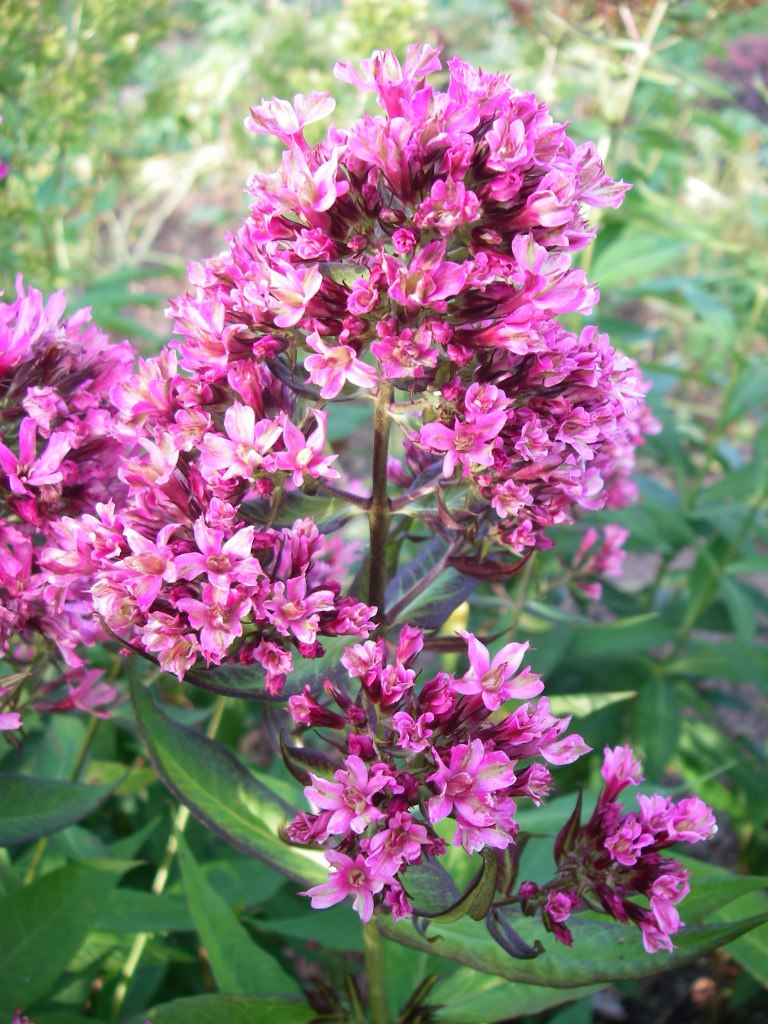 Галина Немирова | 