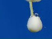 Евгения Абих | Санкт-Петербург