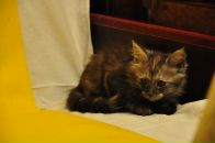 №8, Александр Макаров, 22.1.1987, 39 лет, Singapore, Сингапур