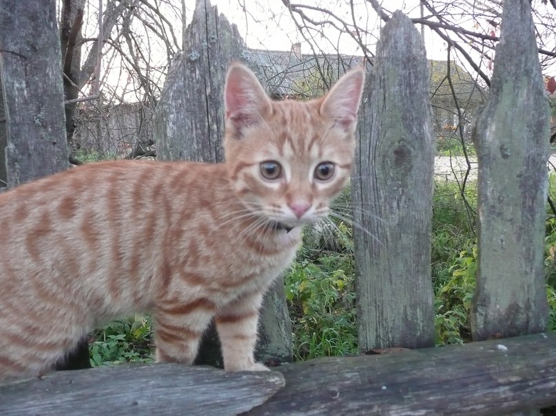 Валентина Соколова | Санкт-Петербург