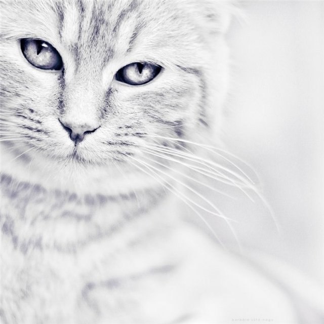 Алина Герзекорн | Москва