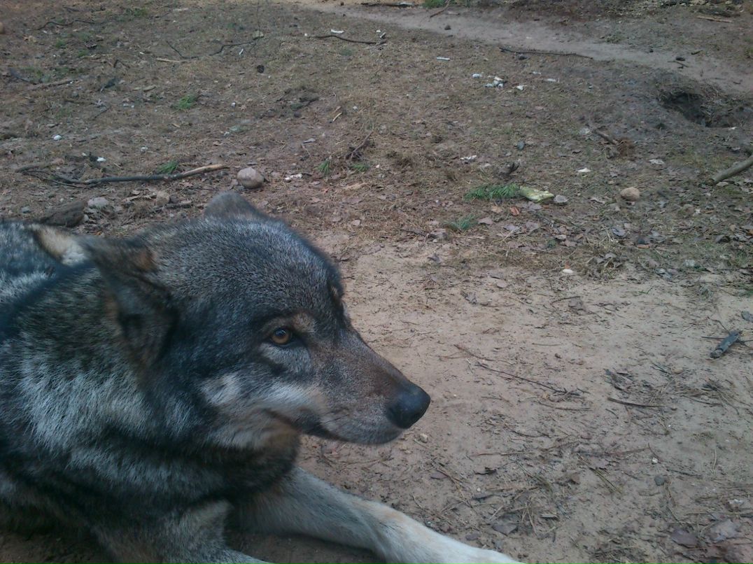 Артем Суботкевич | Кондопога