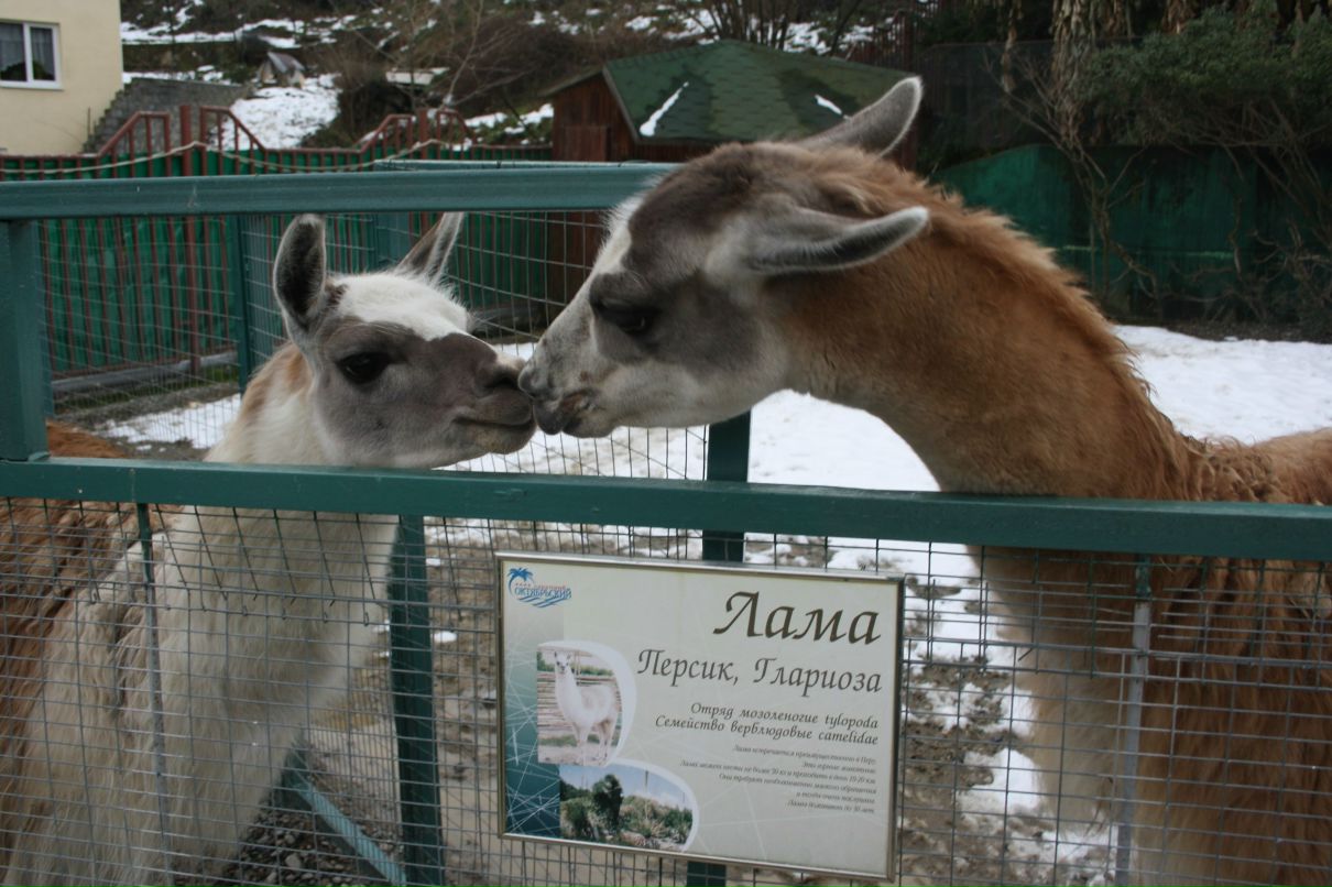 Катюша Гончарова | Сочи