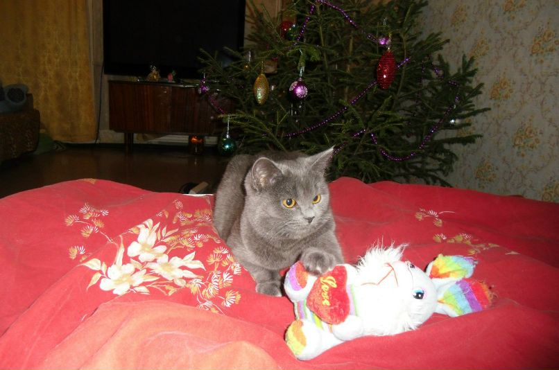 Света Касаткина | Лесной