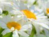 Максим Максимич | Хмельницкий