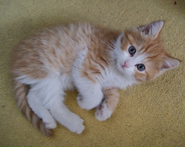 №8, Aikena Tuktibayeva №8, Aikena Tuktibayeva