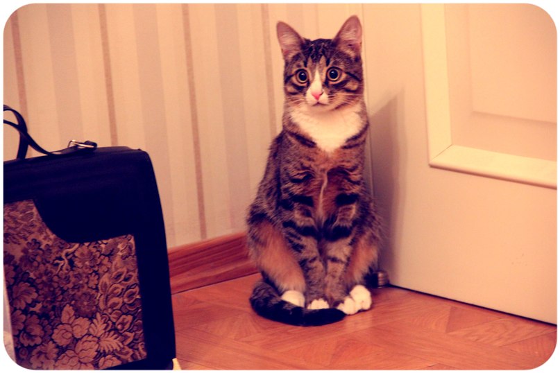 Сеня Котов Рамзес | Москва