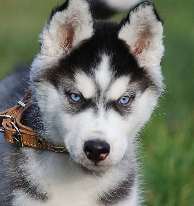 Олег Письменный Genocide | Одесса