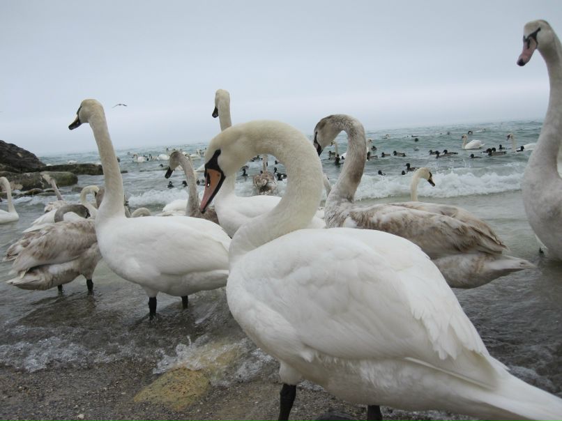 Baur Zhan | Актау