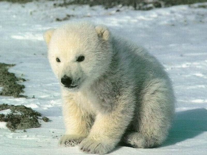 Сергей Белый | Новосибирск