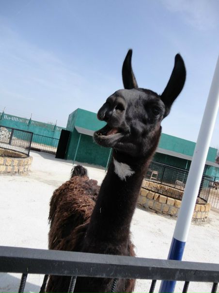 №70, Анастасия Колесникова, Алупка №70, Анастасия Колесникова, Алупка