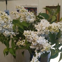 Вера Малахова | Севастополь