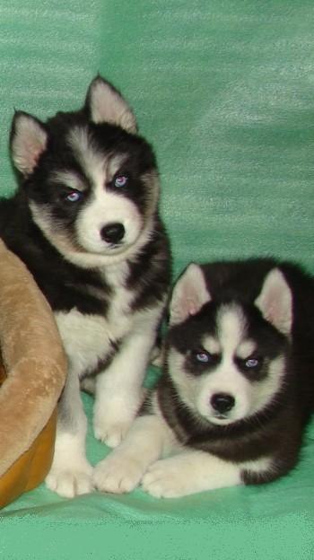 Ярик Владимиров | 