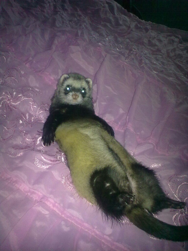 Пелагея Гаськова | Красноярск