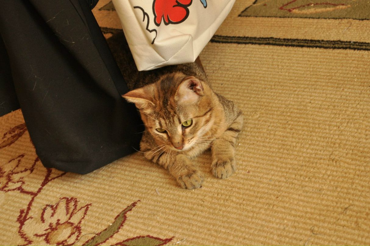 Константин Рагулин | Москва