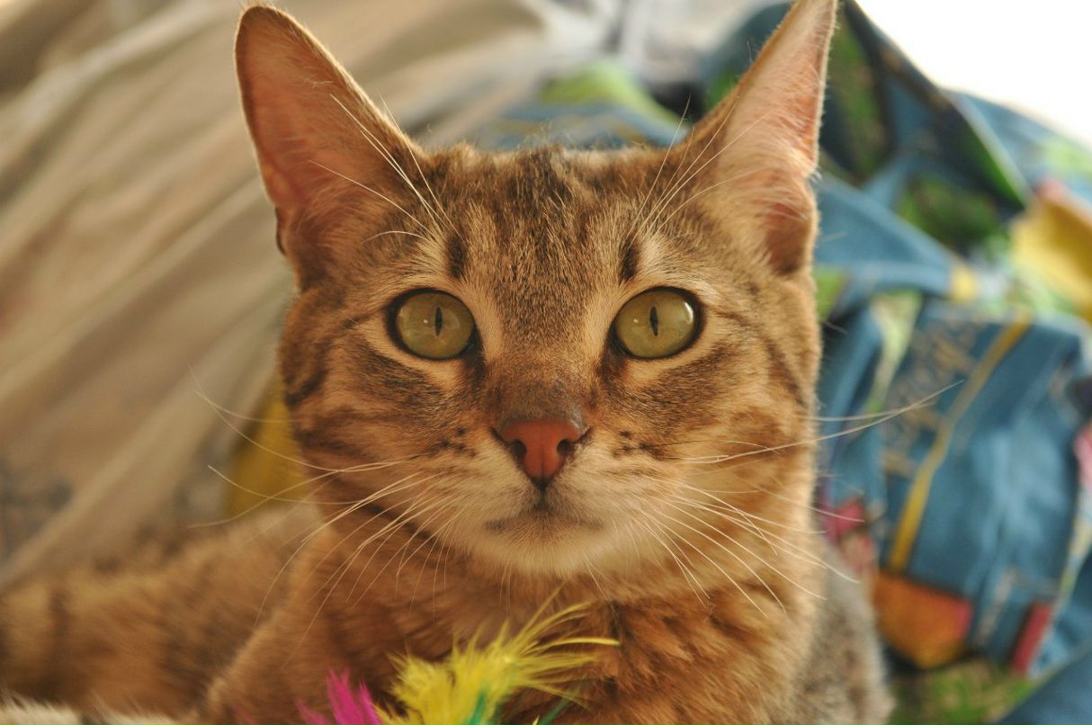 Константин Рагулин | Москва