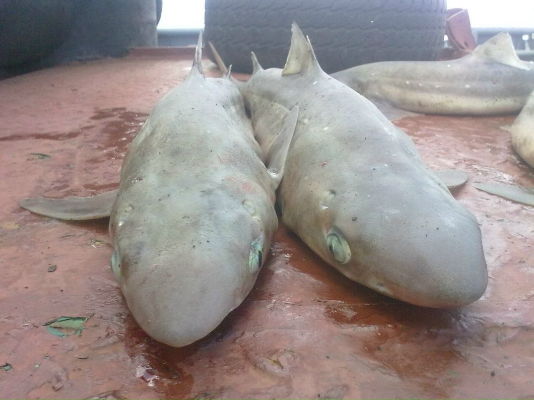 Колян Коваль | Балтийск