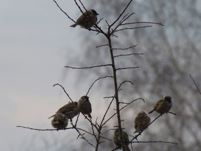 Надя Петровская | Советск