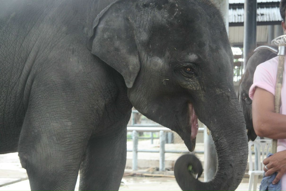 Светлана Макарова-Мельник | Домодедово