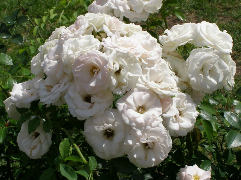 Ольга Ха | Казань