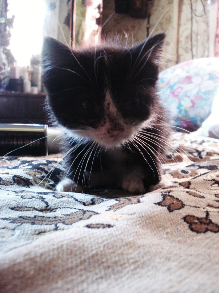 Елизавета Малки | Санкт-Петербург