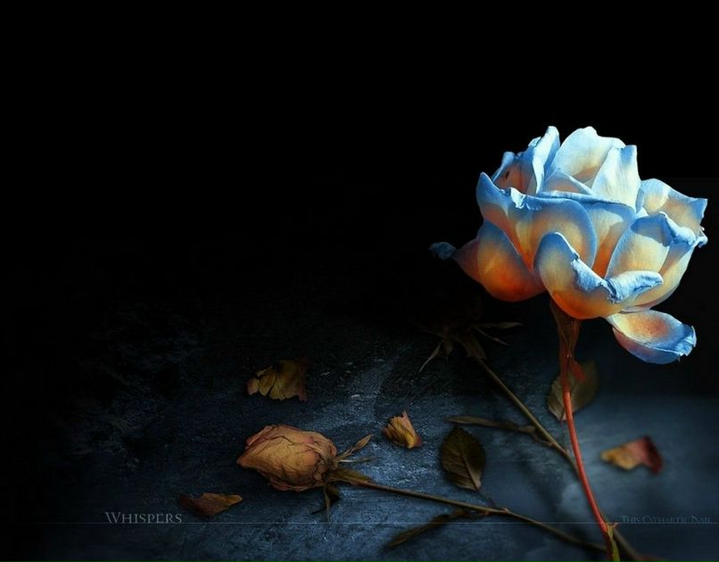 Коля Гурський | Ровно