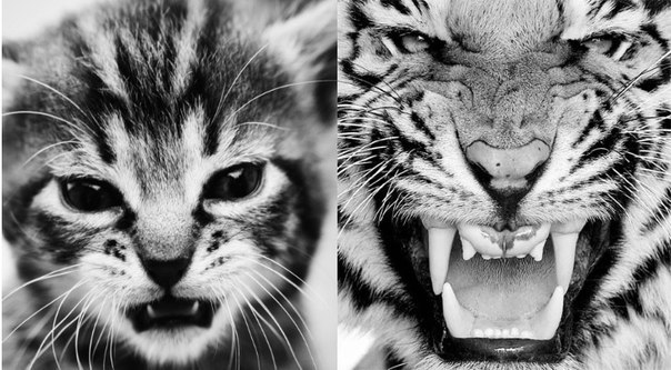 Владимир Авраменко | Чабаны