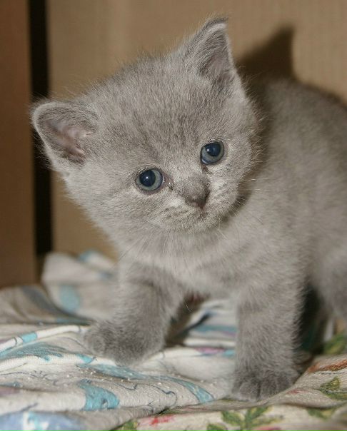 №57, Ирина Чернявская №57, Ирина Чернявская