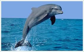 Константин Еленник | Ульяновск