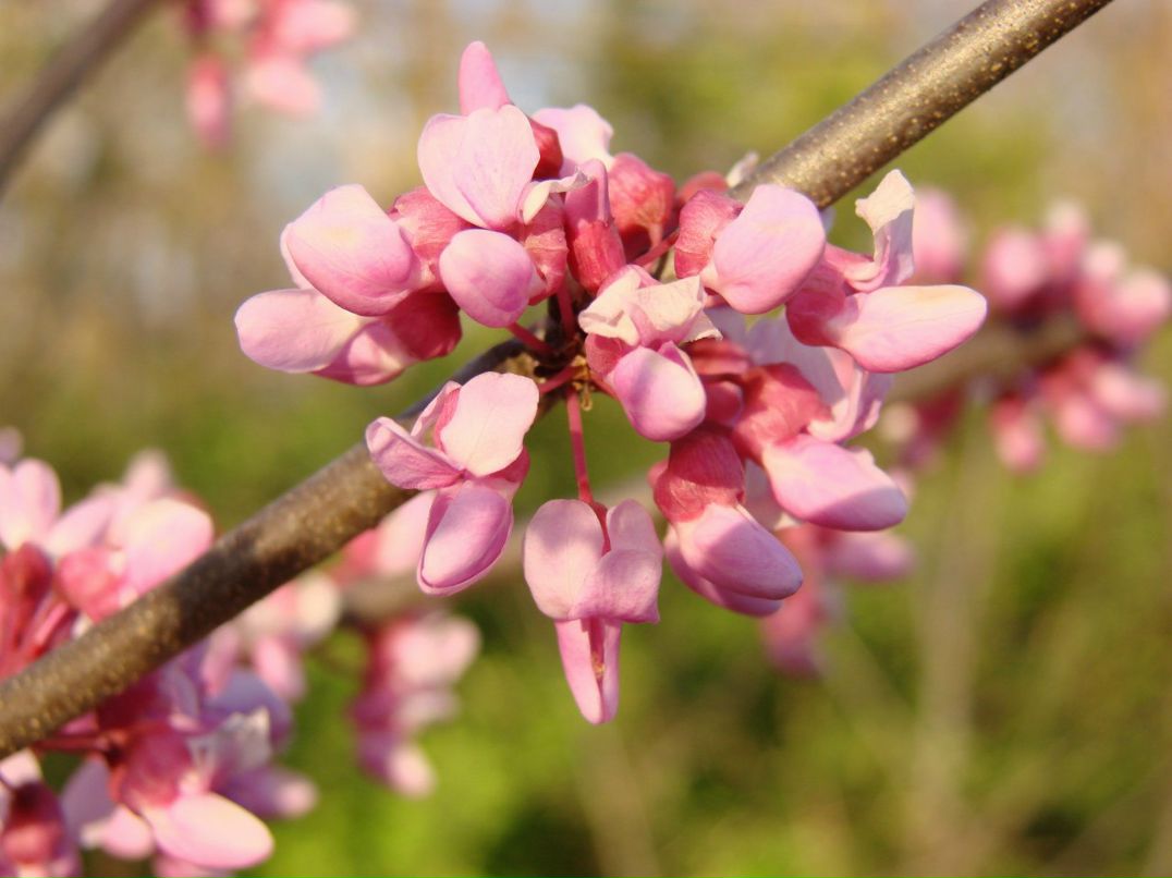Алиса Волкова | Санкт-Петербург