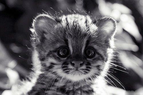 Катерина Борисовна | Санкт-Петербург