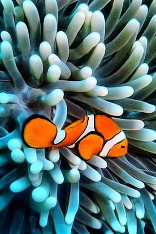 Константин Maximov | Санкт-Петербург