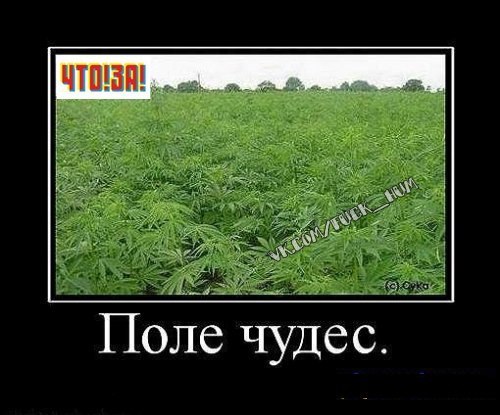 Стас Резник | Домодедово