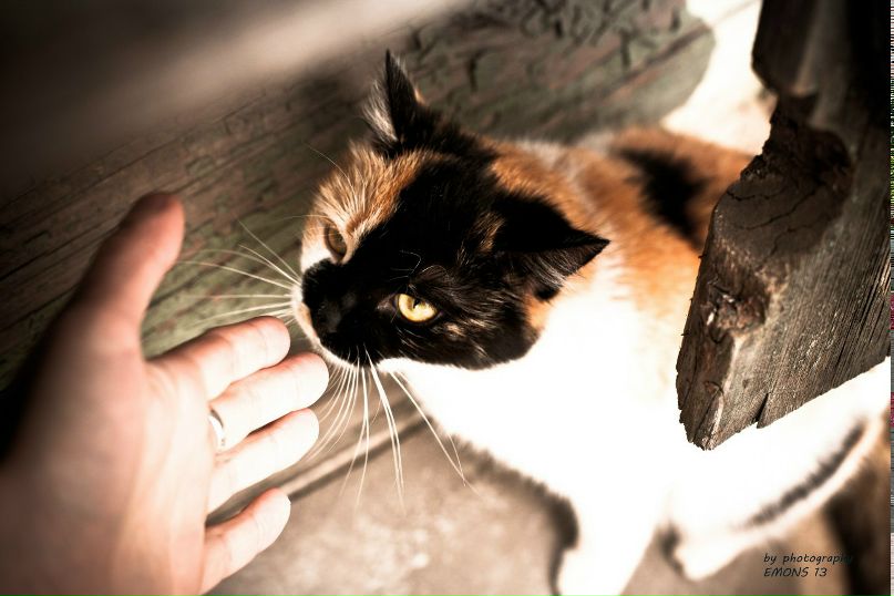 Никита Барбарич | 