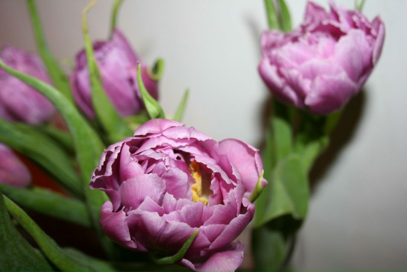 Лилу Петрова | Москва