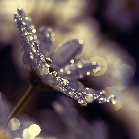 Юлія Белегай | Калуш